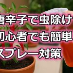 唐辛子で虫除け！ガーデニング初心者でも役立つ簡単スプレー対策